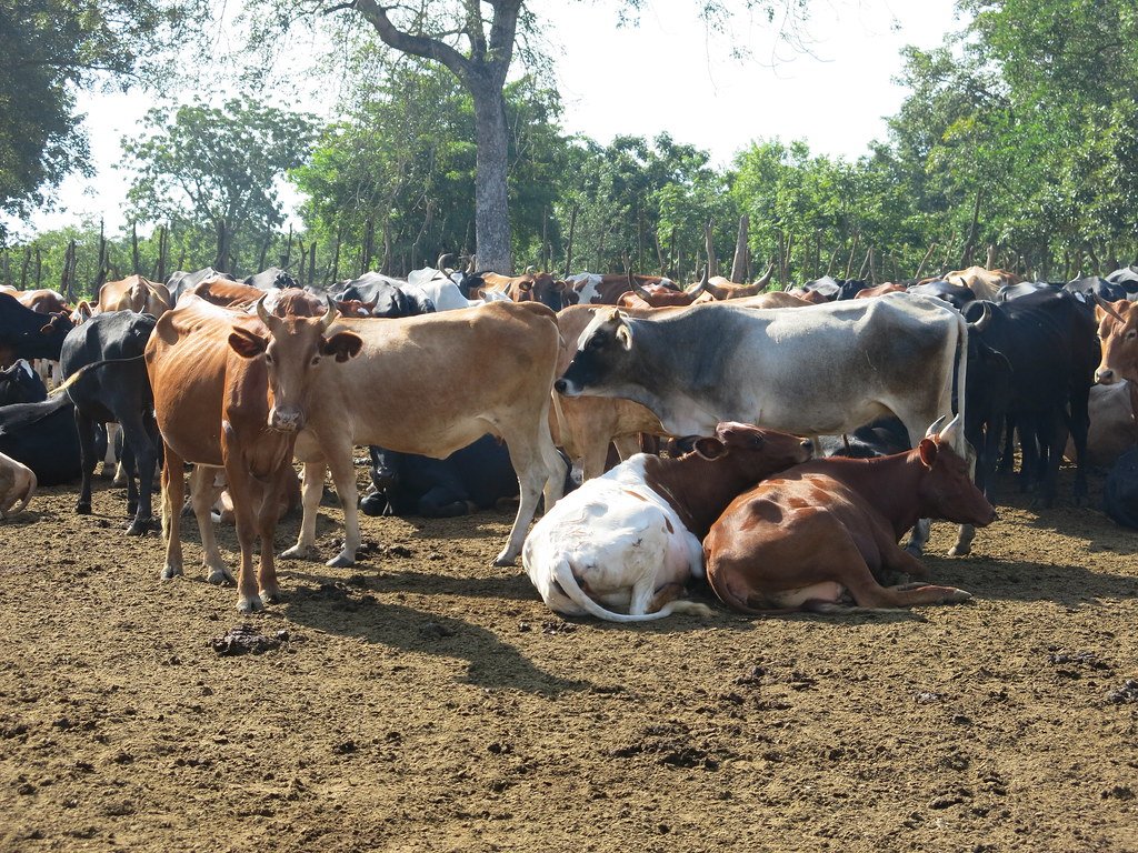 Livestock Wealth – Tanzania’s 30 Trillion Shilling Sector and the Path to Global Competitiveness