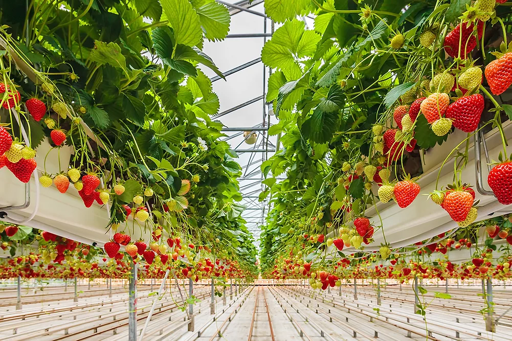 How Tanzania Can Empower Youth in Fruit Farming; Learning From Germany and Netherlands
