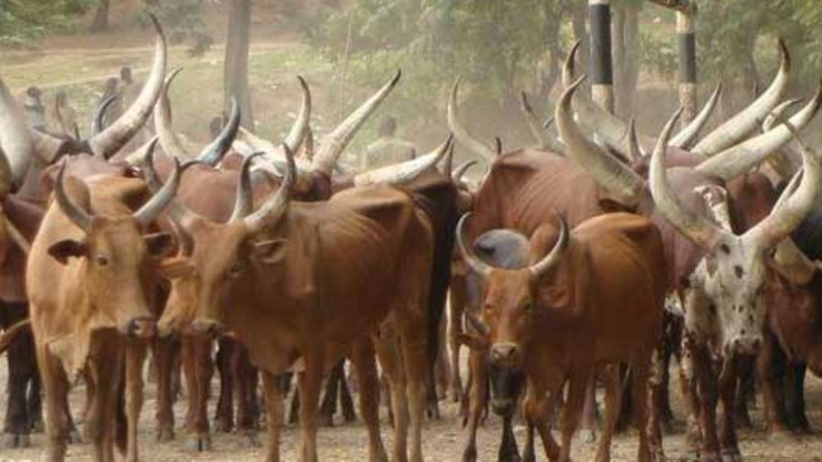 Tanzania’s Cattle Horn Industry: Unlocking Hidden Wealth