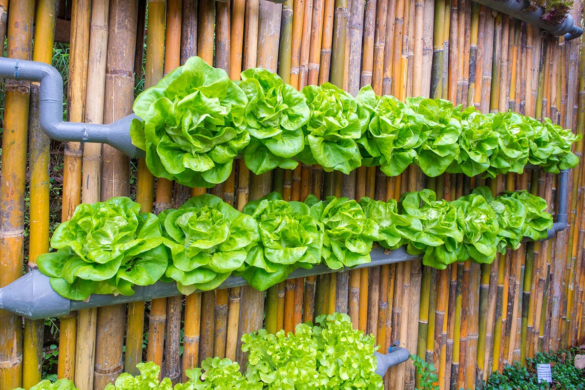 Feeding Tanzania’s Cities: Why Vertical Farming Must Be Part of the Next Urban Plan