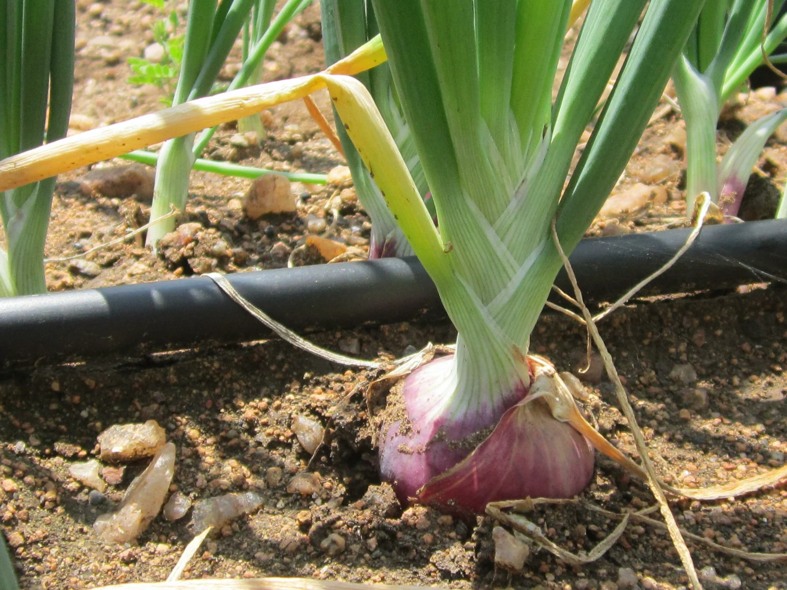 Drip Irrigation: Tanzania’s Answer to Climate Resilient and Commercial Farming