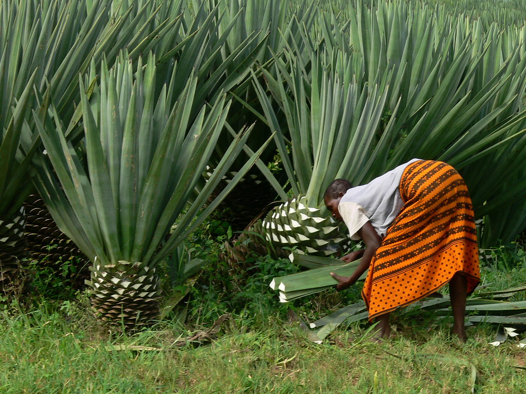 With Just a Little More Effort, Tanzania Can Become the World’s Leading Producer of Sisal