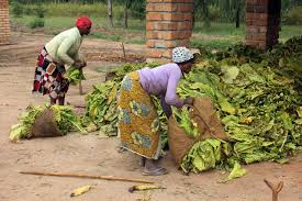 Tanzania’s Growing Role in Africa’s Tobacco Economy