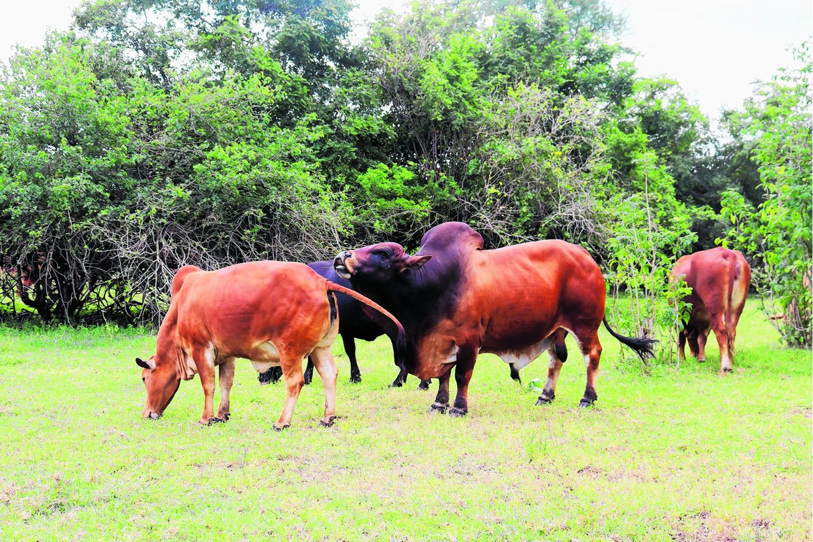 The Ranch Reboot: Inside Tanzania’s Push to Modernize Cattle Production