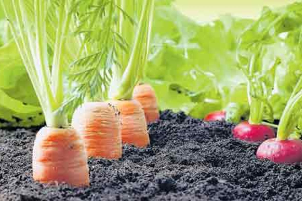 Is Tanzania Ready for Large-Scale Organic Farming? Opportunities, Gaps, and the Road Ahead