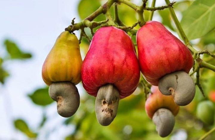 Why Tanzania Is Still Exporting Raw Materials Instead of Value-Added Goods