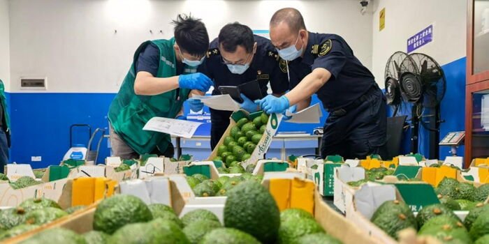 China's Zero-Tariff Access for Kenyan Avocados Is Not a Trade Concession. It Is a Supply Chain Acquisition Strategy.