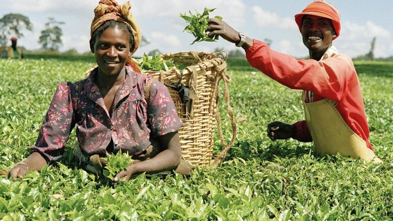 One Quarter of Tanzania's Economy Still Comes From Agriculture. Is That a Strength or a Weakness?