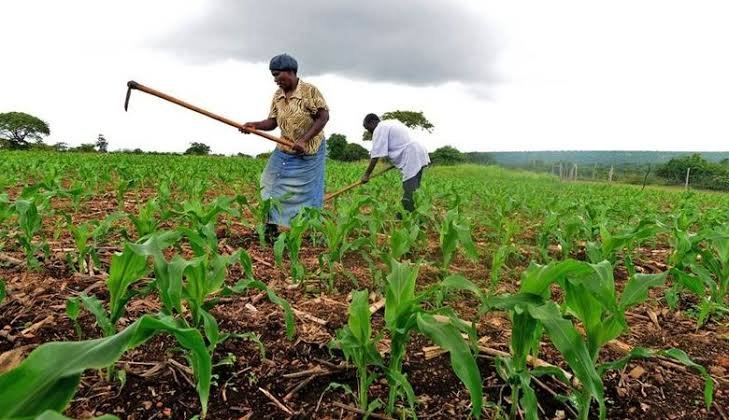 Tanzania Reached 130% Food Self-Sufficiency in 2024/2025 Season. It Needs a Manufacturing Industry