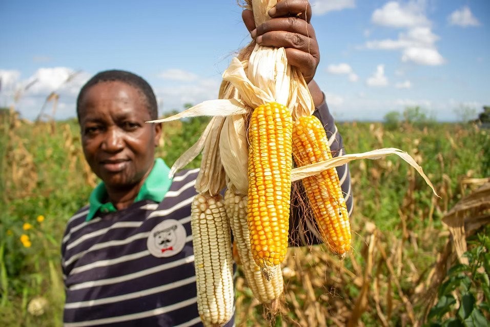 Kenya Needs 540,000 Tonnes of Maize. Why Is Zambia Supplying It Instead of Tanzania?