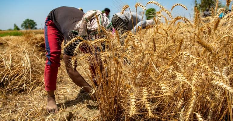 Africa Imports Nearly 65 Million Tonnes of Wheat. Russia Is Taking the Largest Share