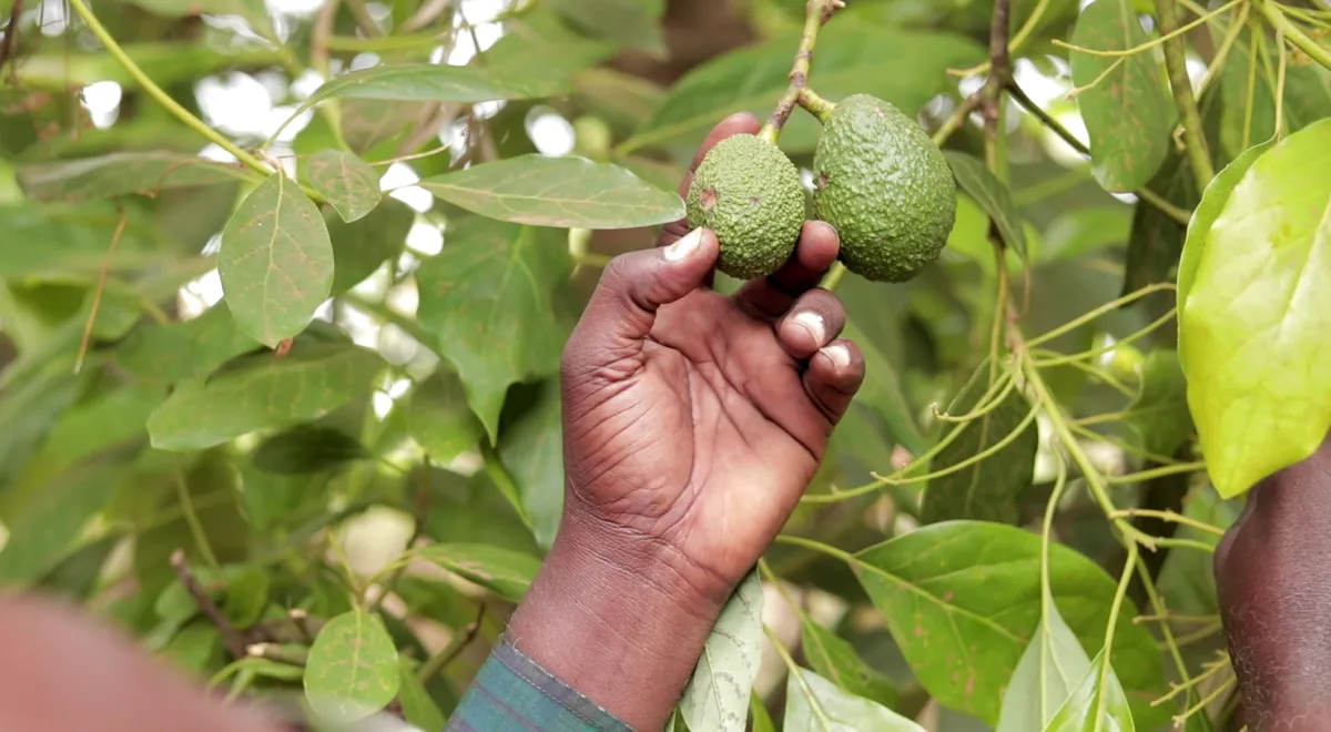 Burundi’s Avocado Trade Is Growing Into a New Export Industry